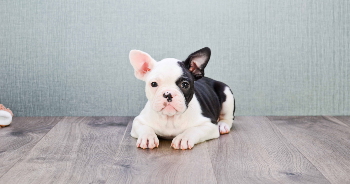 French Bulldog Pinky 6lb 8oz Purebred Puppy
