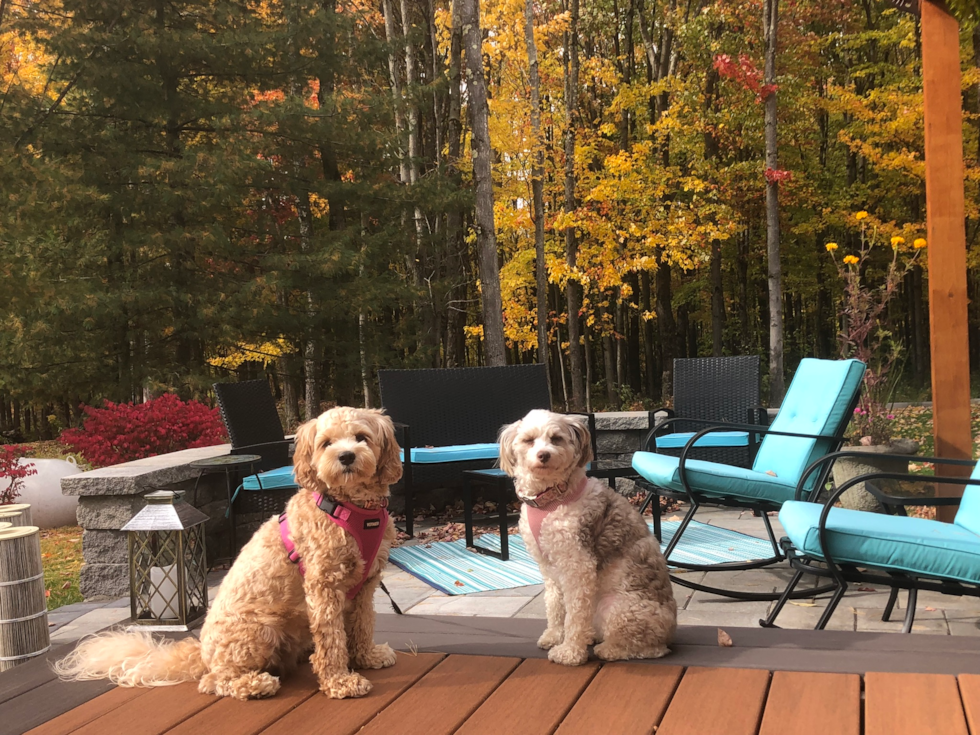 two beautiful cavapoo dogs outside