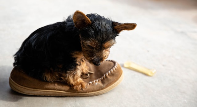 small yorkie puppy sitting on a brown human shoe