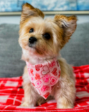 Puppy For Sale Premier Pups Sweet Morkie Pup