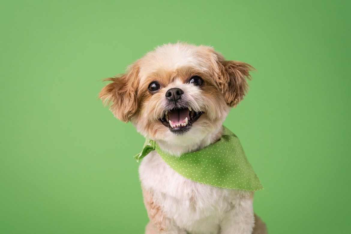 a small Shih Tzu dog wearing a green bandana