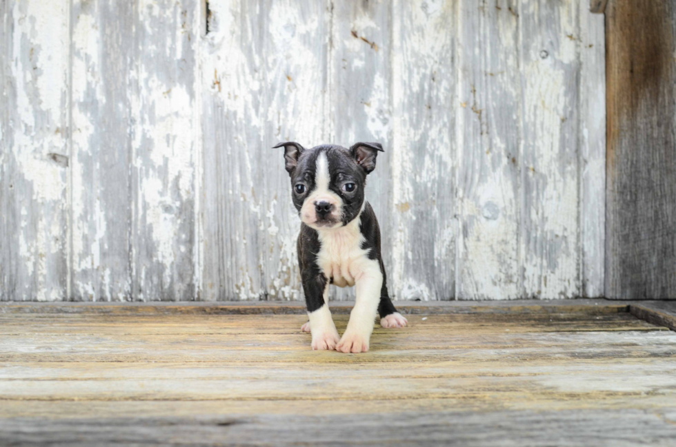 Akc Registered Boston Terrier Baby