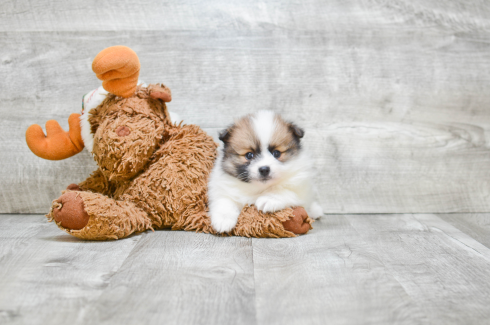 Pomeranian puppies for sale Teacup breed Pom puppies for sale in Ohio