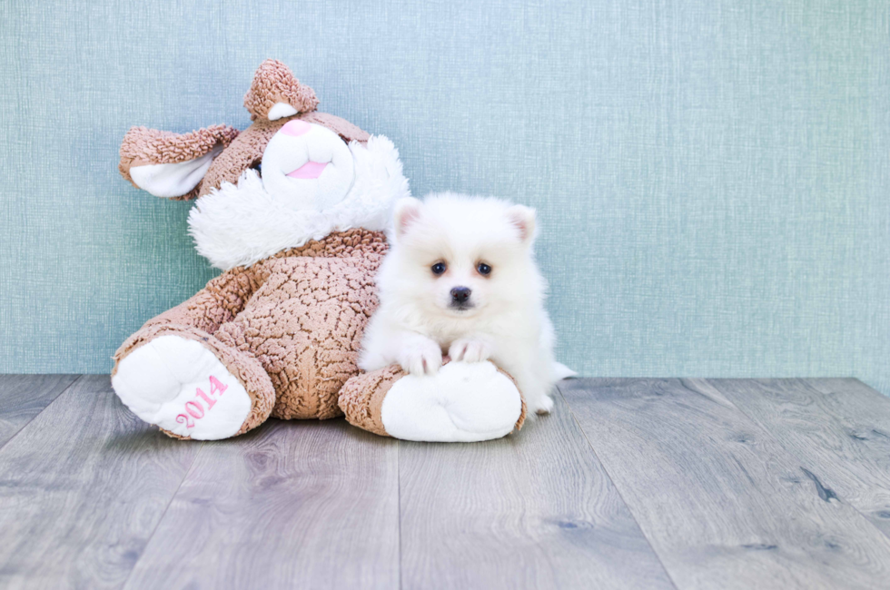 Pomeranian puppies for sale Teacup breed Pom puppies for sale in Ohio