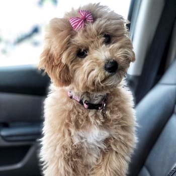 curly poochon dog sitting in a car