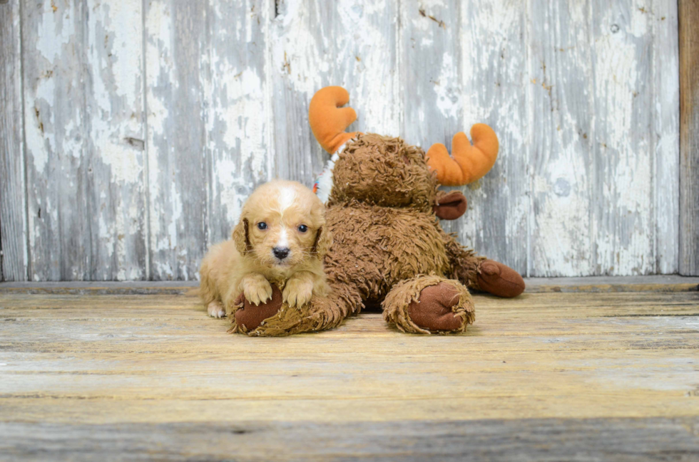 Happy Mini Goldendoodle Baby