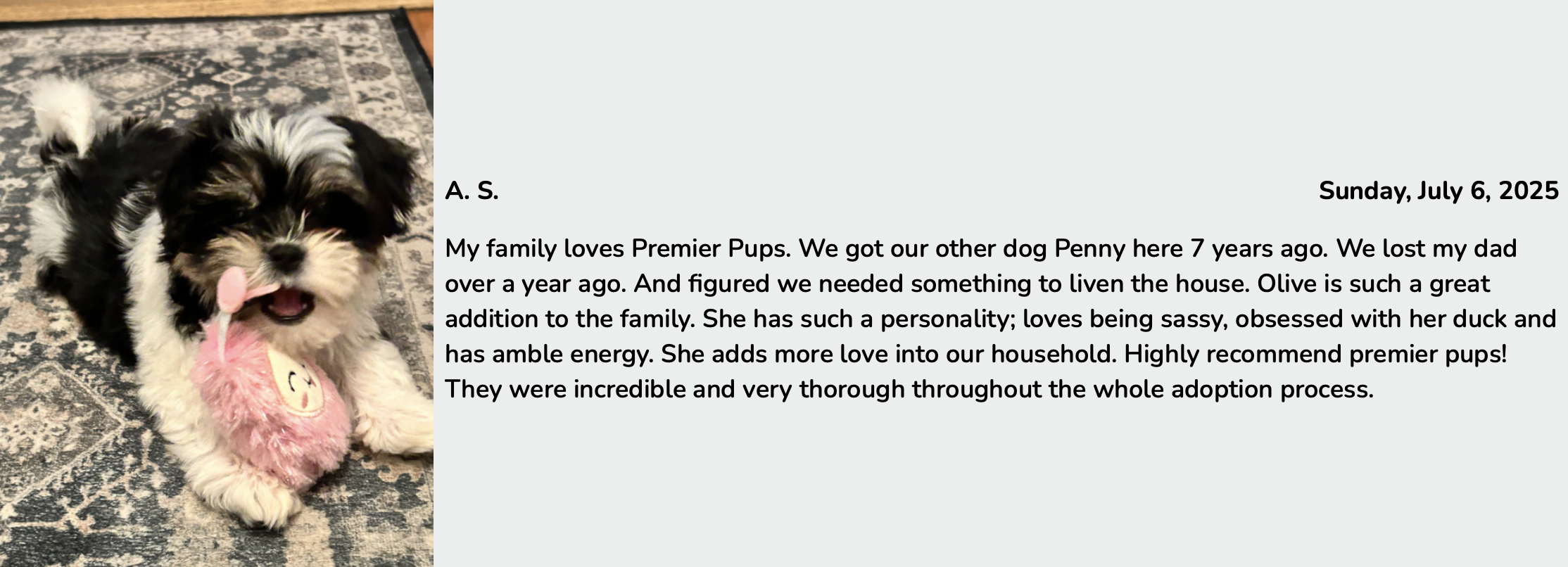 premier pups review from customer who adopted malshi puppy olive