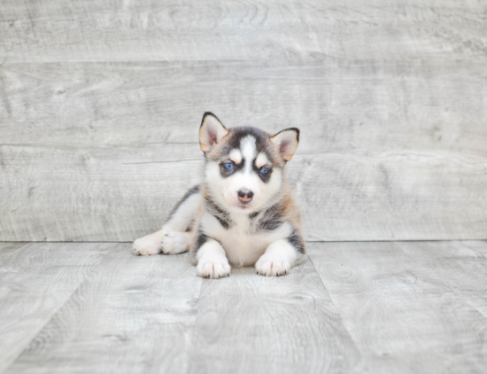 Pomsky Pup Being Cute