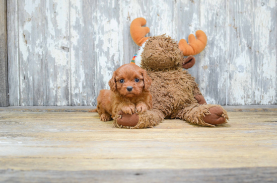 Happy Cavapoo Baby