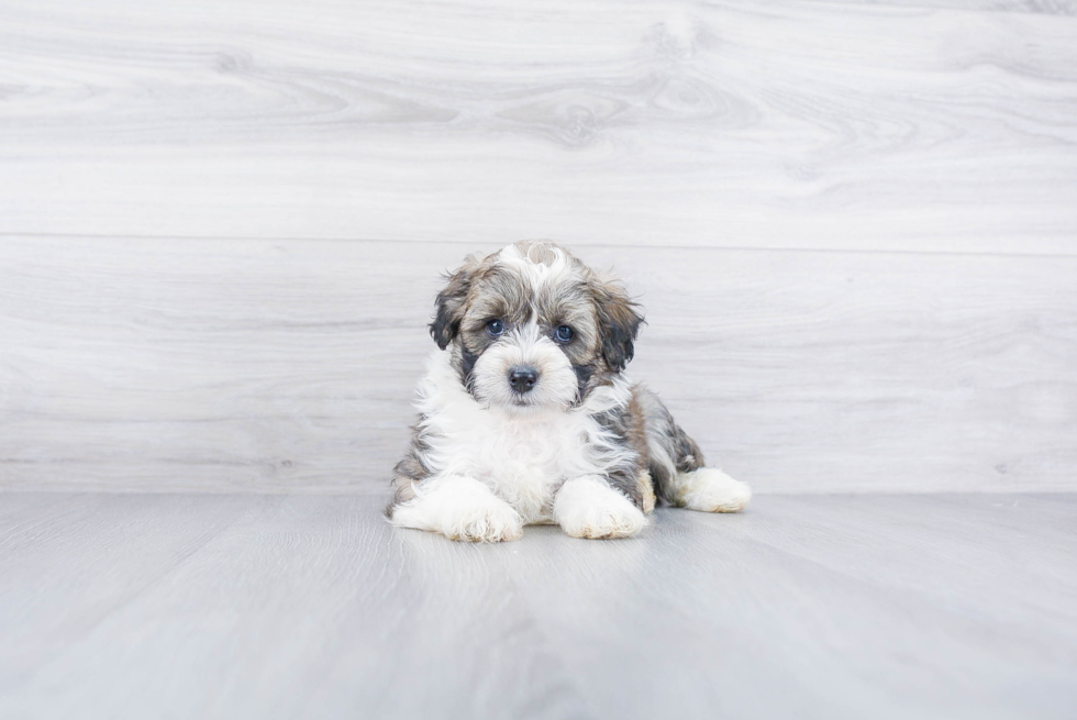 Meet Rocky - our Mini Aussiedoodle Puppy Photo 2/3 - Premier Pups