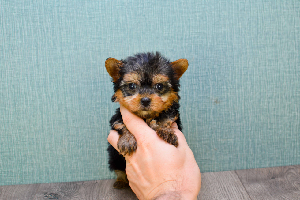 Meet Little Bambino  - our Yorkshire Terrier Puppy Photo 