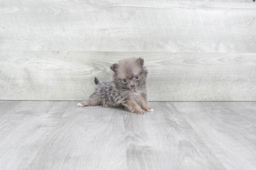 Akc Registered Pomeranian Baby