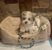Havachon Puppies Havachon Being Cute