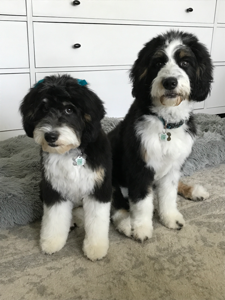 two black and white mini bernedoodles next to each other - male and female bernedoodle comparison