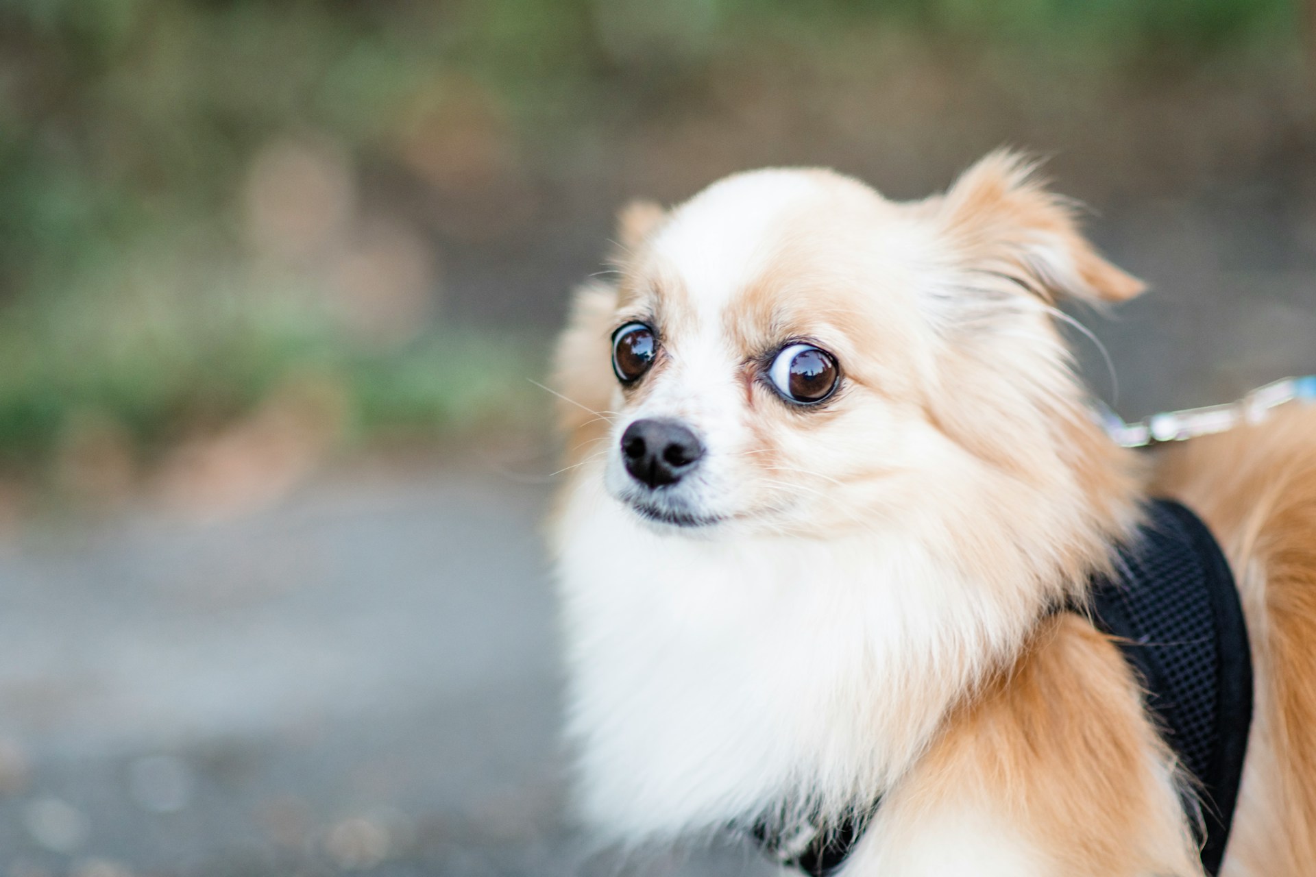 a small dog looking scared