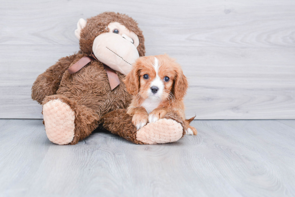 Meet Quill - our Cavalier King Charles Spaniel Puppy Photo 1/2 - Premier Pups