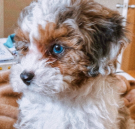 Shihpoo Puppies For Sale - Premier Pups
