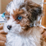 Sweet Shih Poo Pup