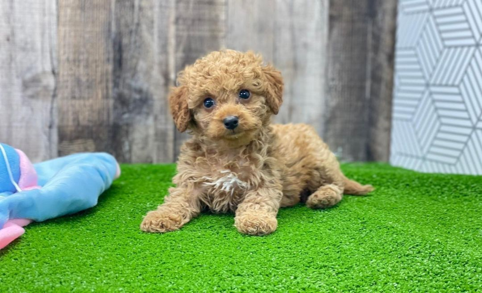 small cockapoo puppy with curly coat 