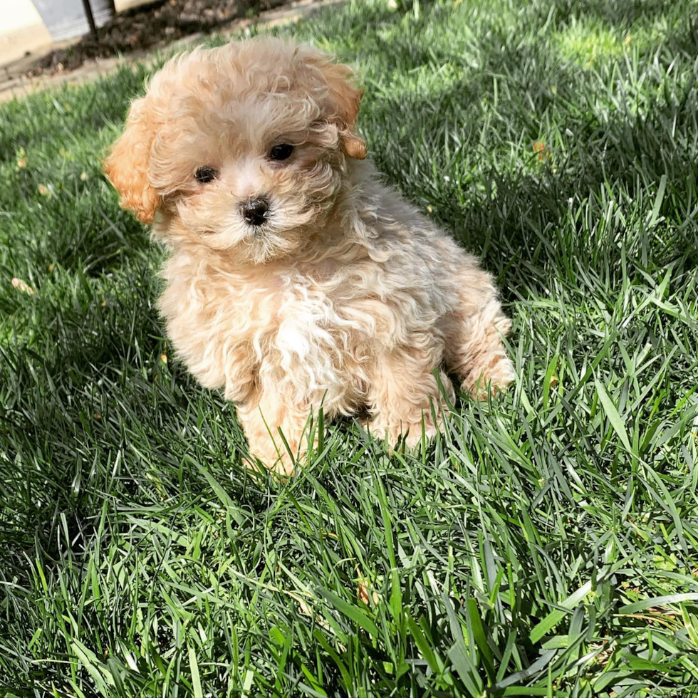 maltipoo with curly hair sitting in grass