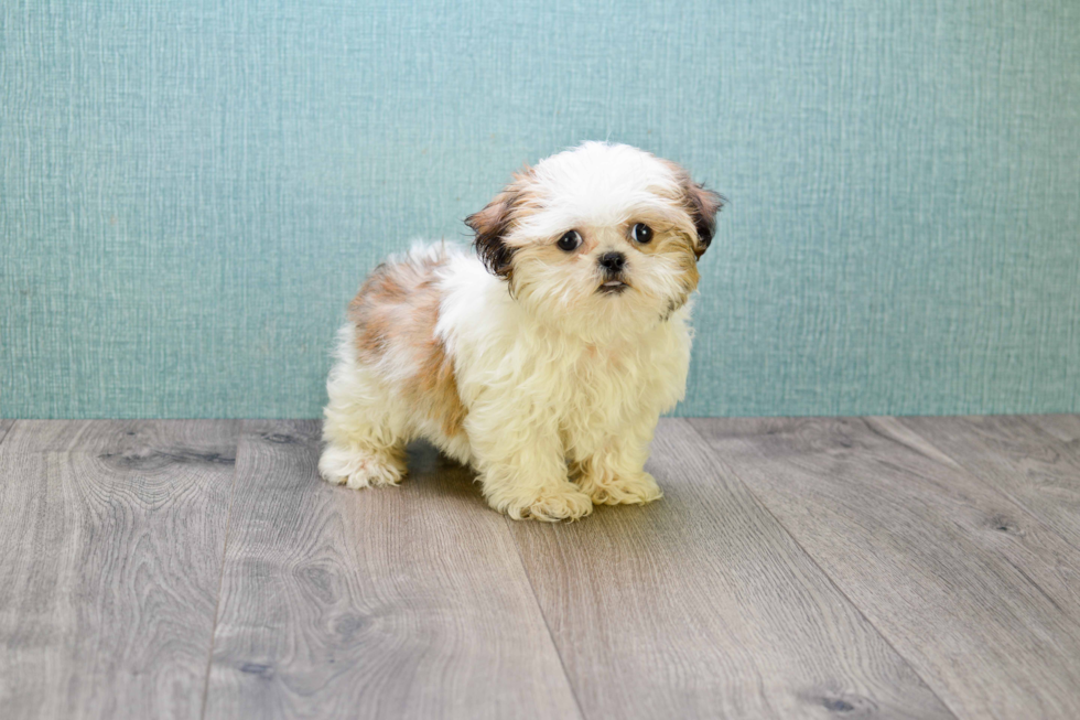 Petite Shitzu Purebred Puppy