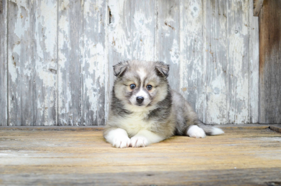 Playful Mini Husky Designer Puppy