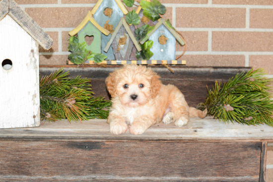 Best Cavachon Baby