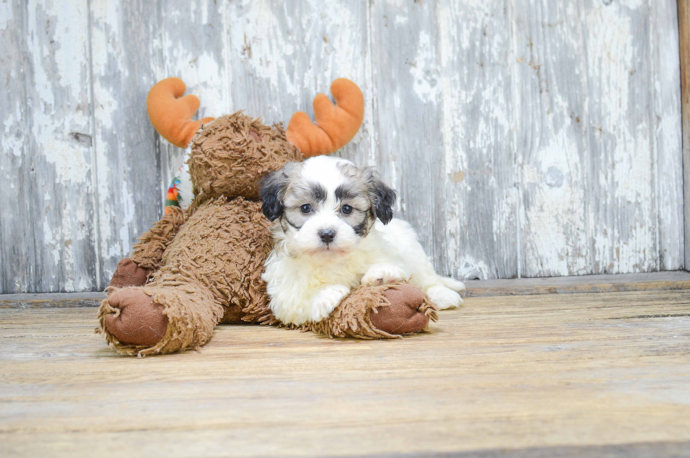 8 week old teddy bear puppies