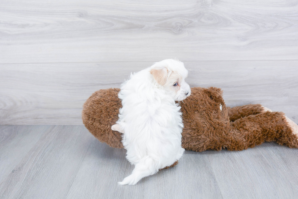 Playful Maltese Poodle Poodle Mix Puppy
