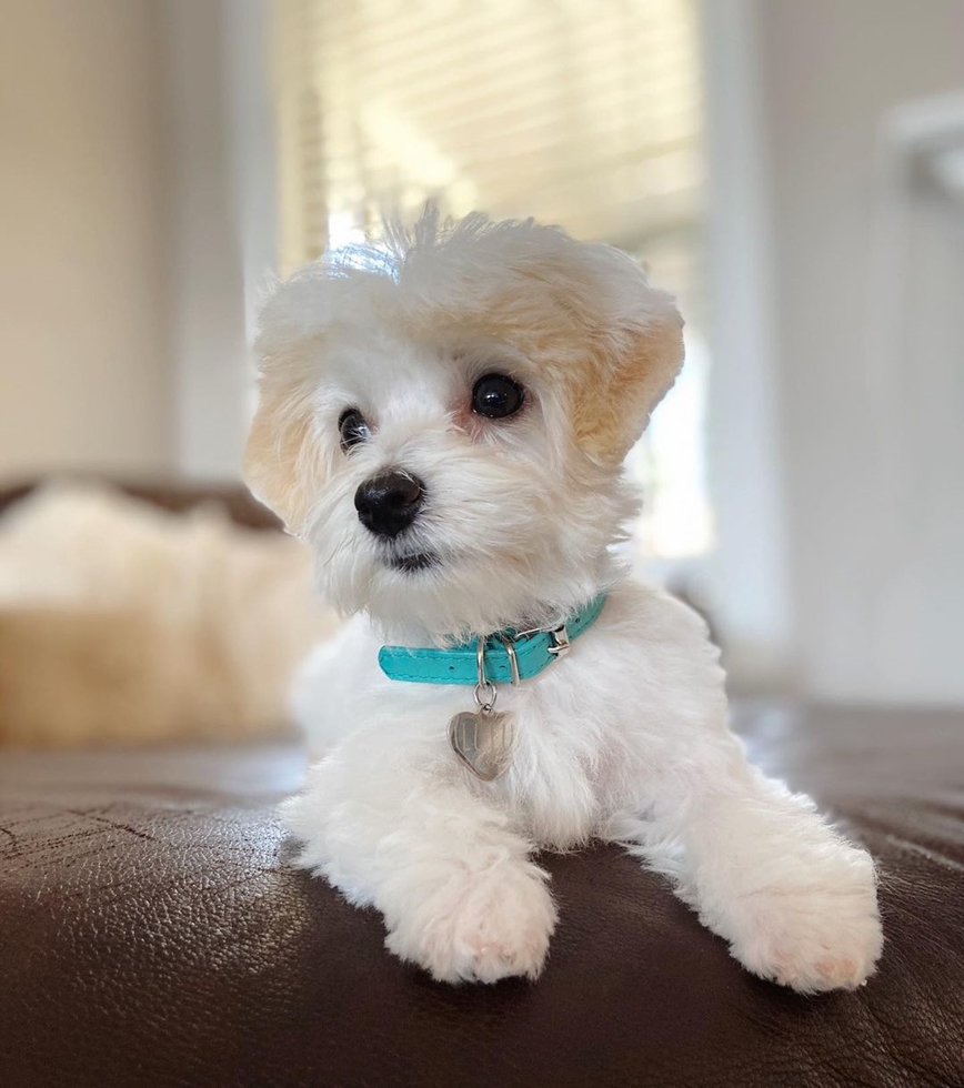 Adorable Havanese dog, a perfect sociable pet for apartment living
