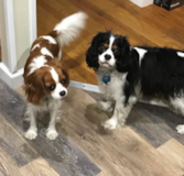 Cavalier King Charles Spaniel Being Cute