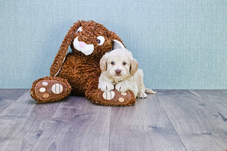 terry mini goldendoodle puppies