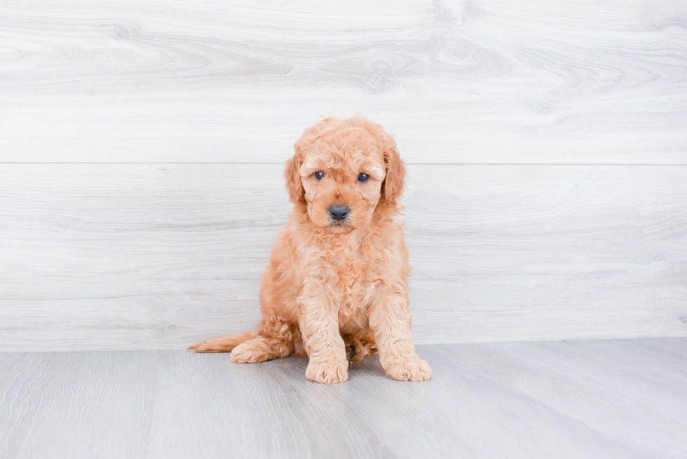 Hypoallergenic Golden Retriever Poodle Mix Puppy