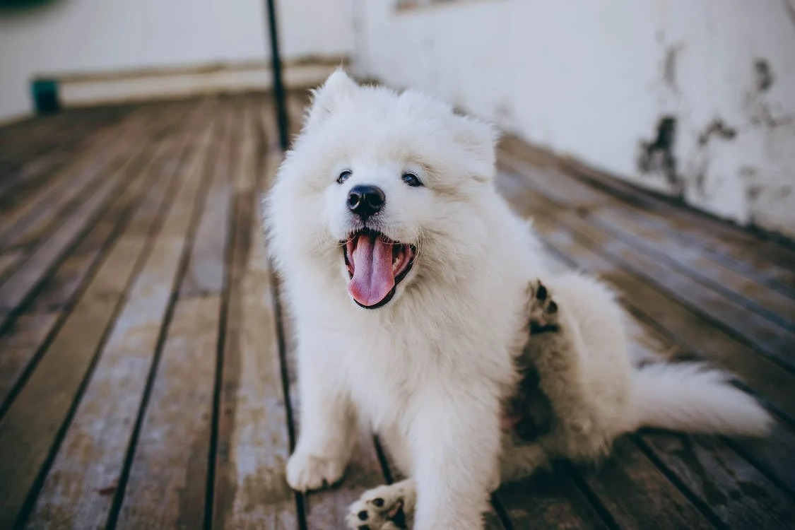 Playful dog engaging in a game emphasizing the entertainment value of dogs