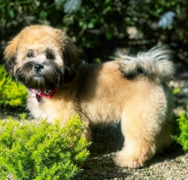Shih-Poo Puppies For Sale - Premier Pups
