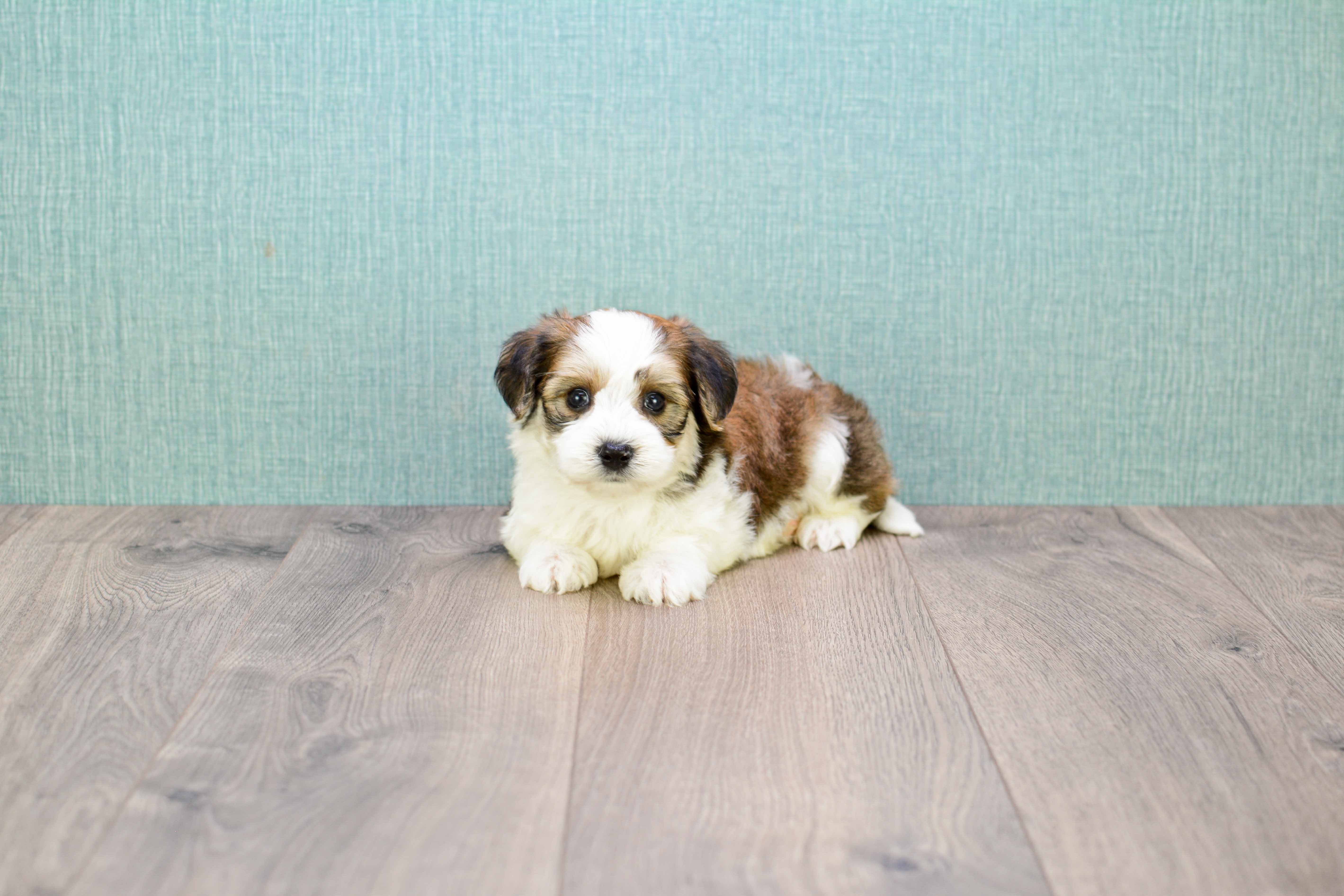 parti morkie puppies for sale