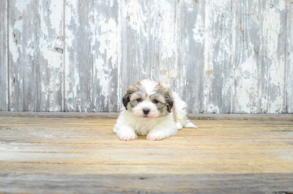 Teddy Bear Puppies For Sale - Shichon puppies for sale in Ohio