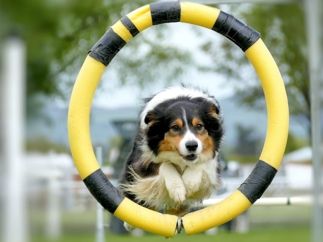 black white and brown long coated dog on yellow and black inflatable ring
