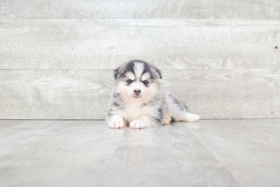 Meet Latoya - our Pomsky Puppy Photo 2/3 - Premier Pups
