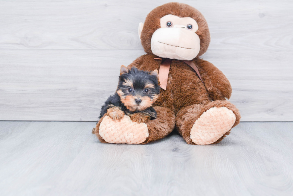 Meet Sunny - our Yorkshire Terrier Puppy Photo 