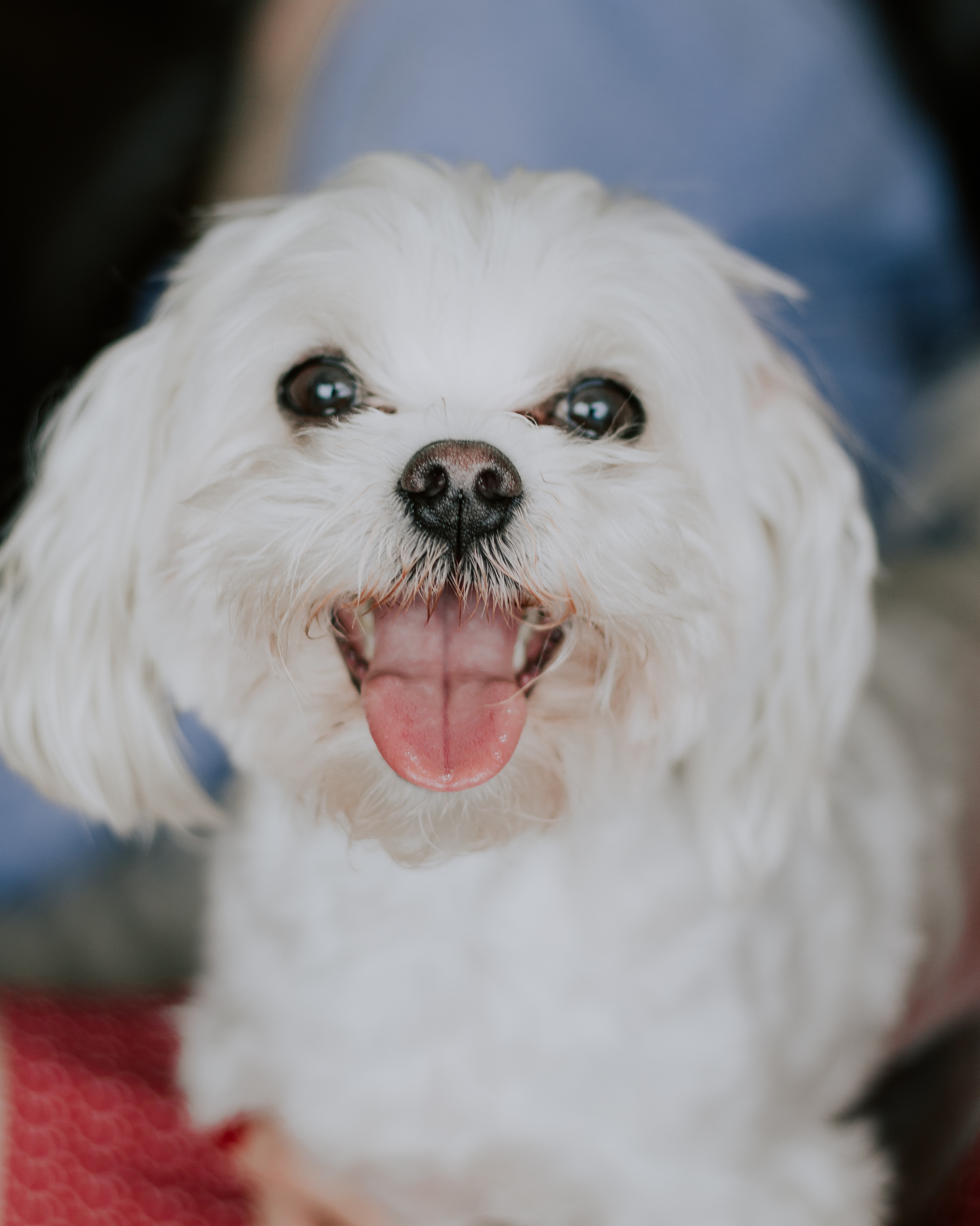 cute maltese dog picture
