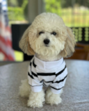Poochon Puppies Small Bichonpoo Poodle Mix Pup