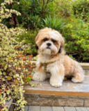 Shih Tzu Pictures, Size, Temperament +More | Premier Pups Smart Shitzu Purebred Pup