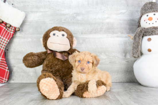 Smart Mini Aussiedoodle Poodle Mix Pup