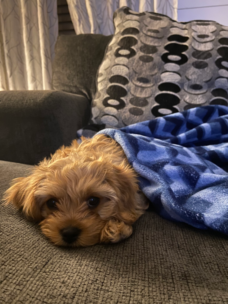 snuggly cavapoo under a blanket