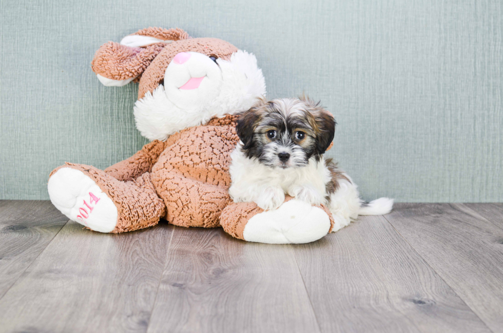 Havanese Dogs for Sale Near Me Finding Your Perfect Companion