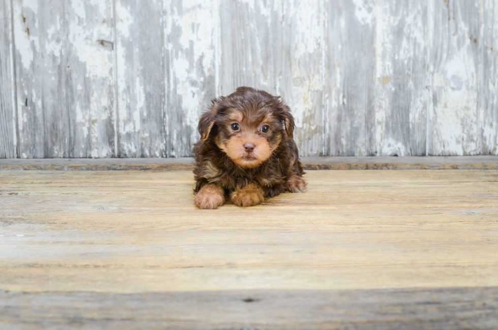 Funny Yorkie Poo Poodle Mix Pup