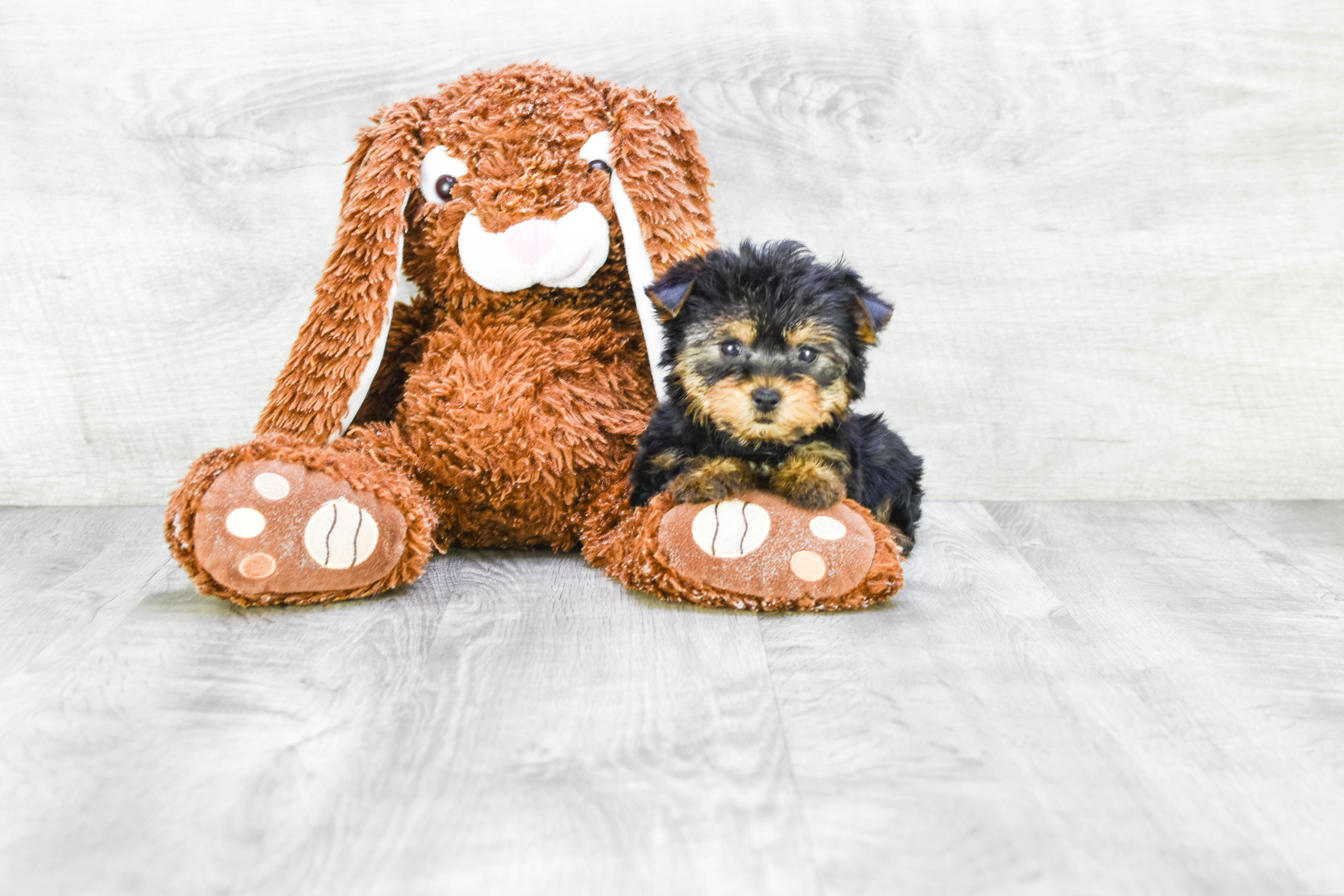 teacup yorkie stuffed animal