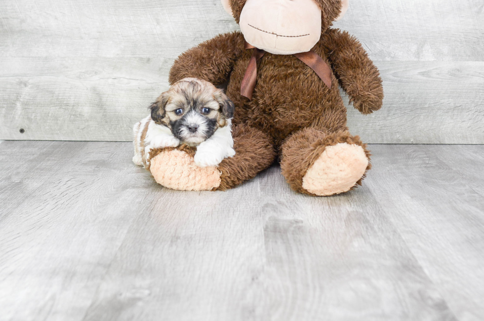 teddy bear shichon puppies for sale