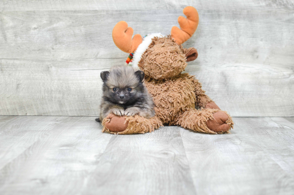 teacup puppies for sale in ohio pomeranian puppies for sale teacup breed pom puppies for teacup puppies for sale in ohio pomeranian puppies for sale teacup breed pom puppies for